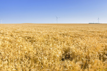 Wheat field near Poruchik Chuchevo village in Bulgaria