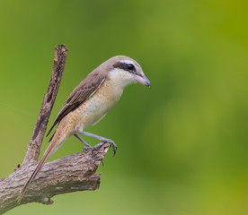  Brown shrike on the branches are green backdrops.