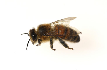 Bienen, Apis, mellifera