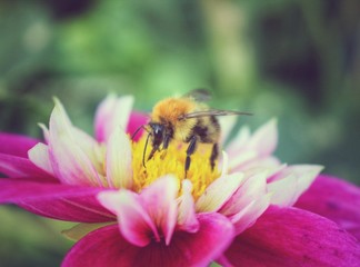 Bee on a white and pink flower