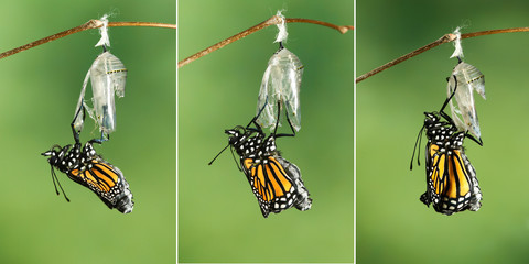 Fototapeta premium Motyl monarcha (Danaus plexippus) suszący skrzydła po wyłonieniu się z poczwarki