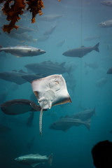 Sea aquarium in Alesund Norway