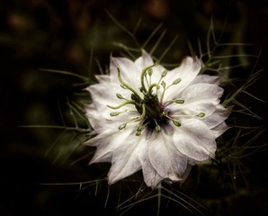 White passion flower