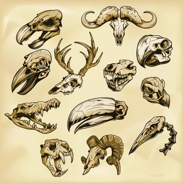 Animal skulls illustration