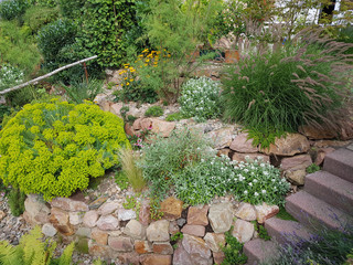 Steingarten, Steppenwolfsmilch, Euphorbia, seguieriana