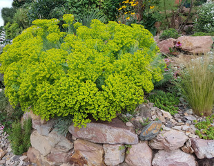 Steingarten, Steppenwolfsmilch, Euphorbia, seguieriana