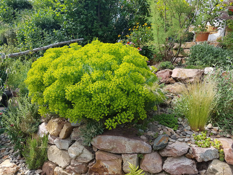 Steingarten, Steppenwolfsmilch, Euphorbia, seguieriana