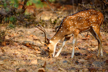 Spotted deer or Axis in national park Ranthambore