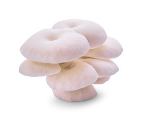 Oyster mushroom isolated on white background