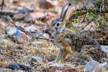 Indian hare or black-naped hare, Lepus nigricollis