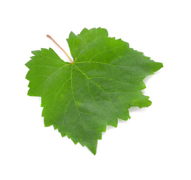 Grape leaves isolated on white