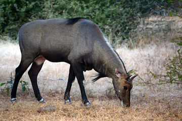 Wild Nilgai or Boselaphus tragocamelus