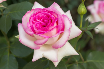 Beautiful pink rose in a garden