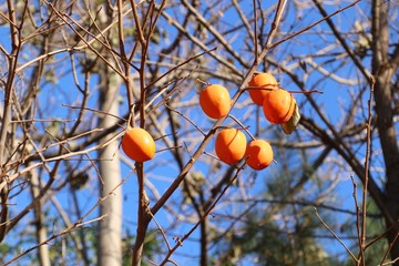 persimmon tree spring korea