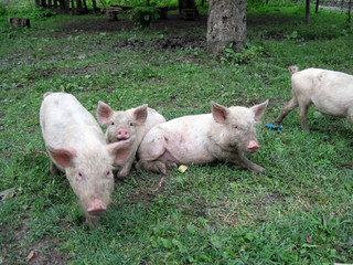 Piglets