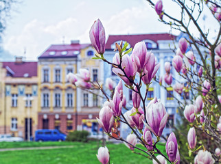 Blooming magnolia in the city in the spring. In the background are buildings and cars
