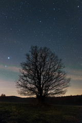 Fototapeta na wymiar Tree at night sky