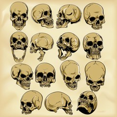   Hand-drawn human skulls illustration