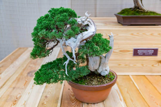 Miniature plant grown in a tray according to Japanese bonsai traditions
