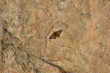 beautiful butterfly in nature