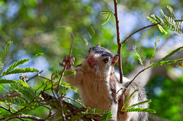 Squirrel on the plant