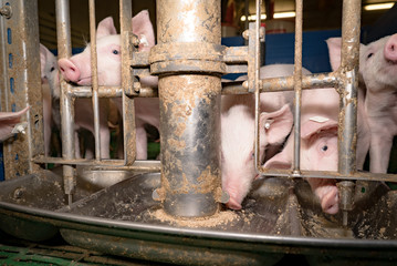 Schweinemast, junge Schweine in der Vormast am Futterautomaten