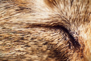 cat eye