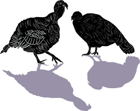 two turkey with shadows isolated on white