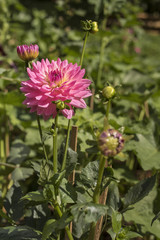 Pink Chrysanthemum flower in nature