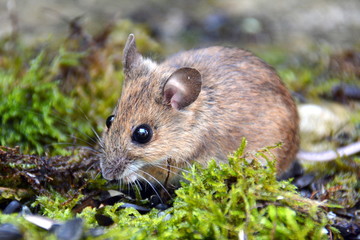 Waldmaus