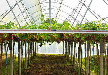 Fototapeta premium grapes in vineyard