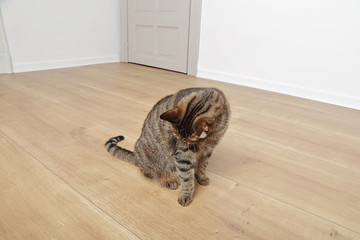 chat tigré brun marron tabby se lavant dans maison