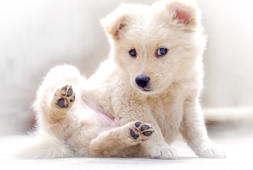 A cute golden retriever puppy looking at camera while licking itself 