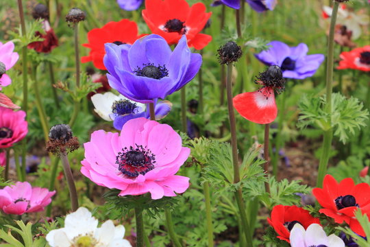 Purple poppy anemone flower(Anemone Coronaria)