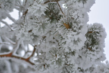 frozen pine tree branch, close up