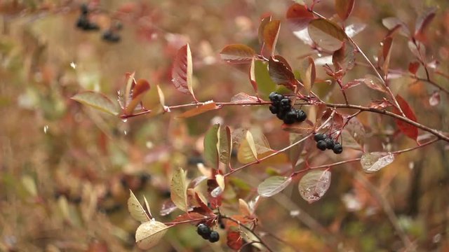 the autumn berry snow