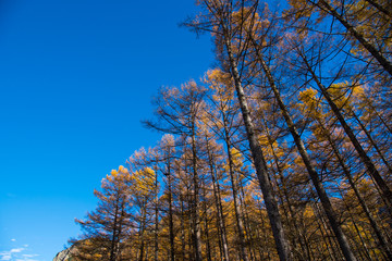 Pine tree in autumn at Kamikochi