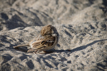 Female sparrow wild bird preening on a sand beach