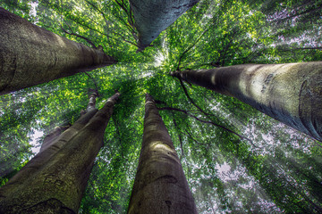 Fototapete bei efototapeten.de bestellen   