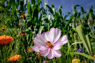 Greening Maßnahmen, ausgesäte Windblumen am Maisfeld