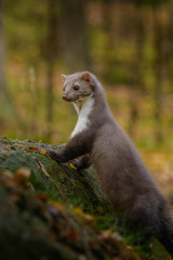 Stone Marten Martes foina Erxleben