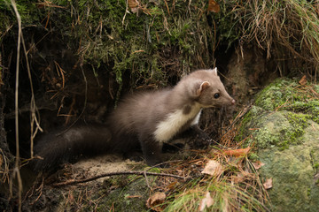 Fototapeta premium Stone Marten Martes foina Erxleben