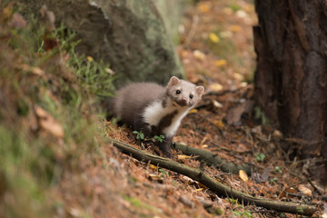 Fototapeta premium Stone Marten Martes foina Erxleben