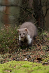 Stone Marten Martes foina Erxleben