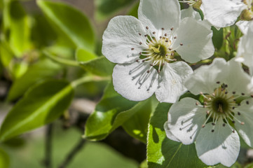 Spring blossom background. Beautiful nature scene with blooming tree 