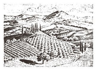 rustic vineyard. rural landscape with houses. solar tuscany background. fields and cypress trees. harvesting and haystacks. engraved hand drawn in old sketch and vintage style for label.