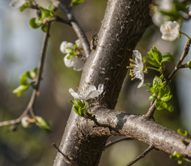 Blooming tree with pink flowers in spring. Springtime.