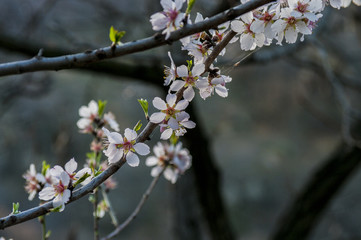 Blooming tree with pink flowers in spring. Springtime.