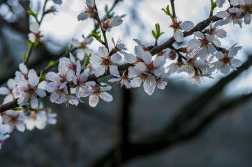 Blooming tree with pink flowers in spring. Springtime.
