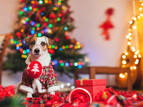 Dog under a christmas tree